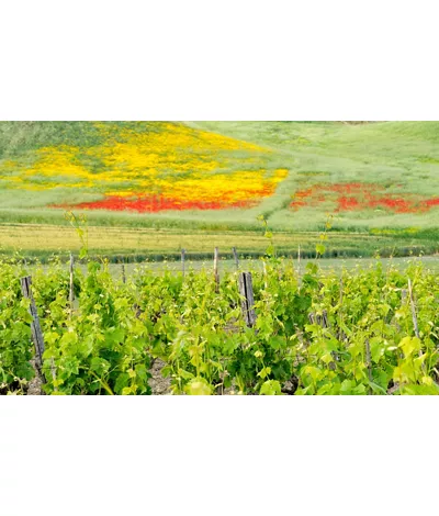 Wine tours in Calabria