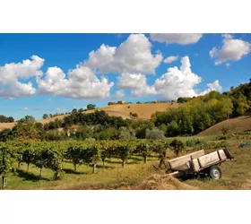 marche vineyard experience