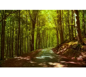 Los antiguos bosques de hayas italianos y templo de la naturaleza  
