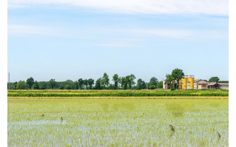 Rice fields and the Ticino Park